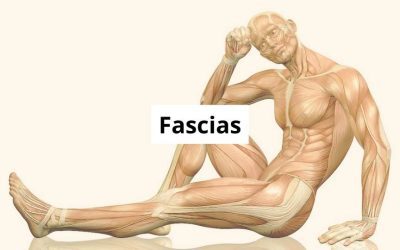 Fascias :Travailler sur les fascias quand on est thérapeute manuel