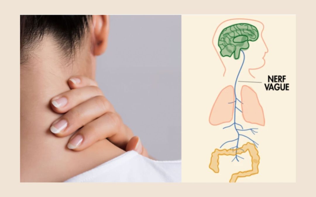 Théorie Polyvagale : La science derrière les traumatismes de l’enfance