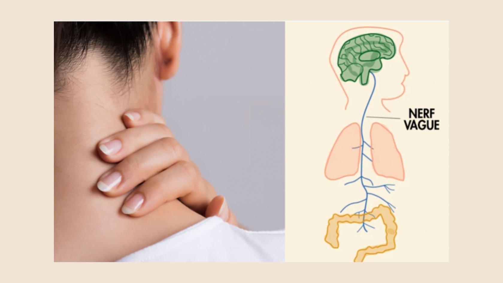 theorie polyvagale theorie polyvagale